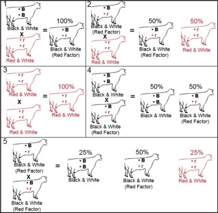 Zwart-wit en rood-wit