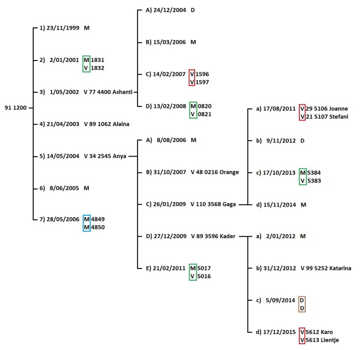 Tweelingfamilie 91 1200