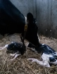 mickaela-heeft-een-tweeling