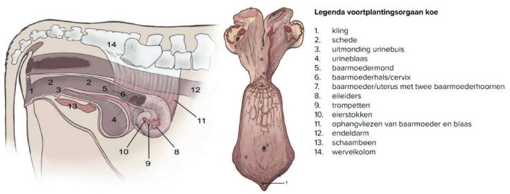 Voortplantingsorganen koe