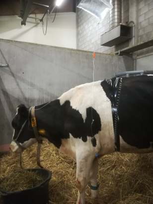 71304966_531062734389923_2515260477785767936_n