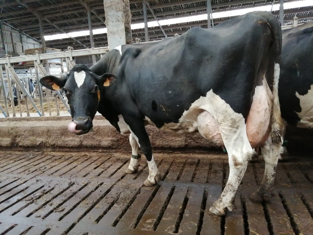 De bouw van een koe | De avonturen van een boerenmeid